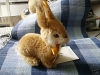  Steiff Hase Dormili 